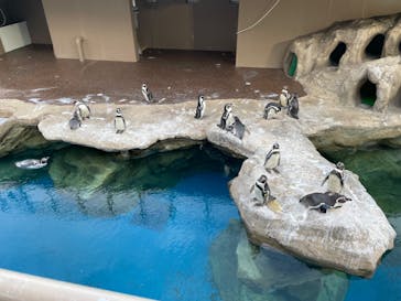 アクアワールド茨城県大洗水族館に投稿された画像（2023/7/30）