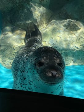 アクアワールド茨城県大洗水族館に投稿された画像（2023/7/30）