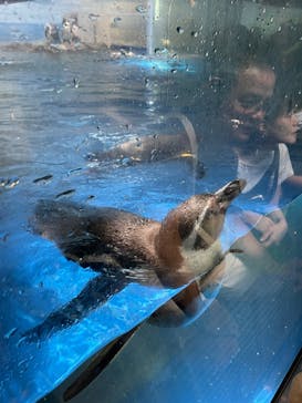 新江ノ島水族館に投稿された画像（2023/7/30）