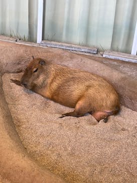新江ノ島水族館に投稿された画像（2023/7/30）