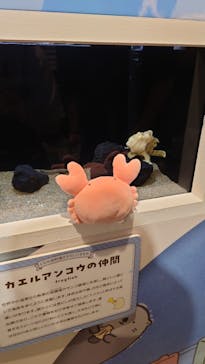 しながわ水族館に投稿された画像（2023/7/30）