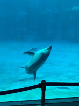名古屋港水族館に投稿された画像（2023/7/30）