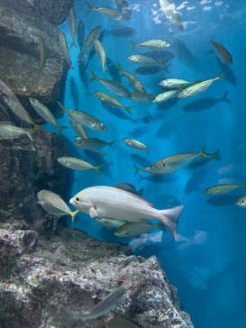 名古屋港水族館に投稿された画像（2023/7/30）