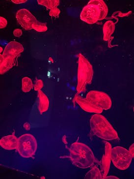 名古屋港水族館に投稿された画像（2023/7/30）