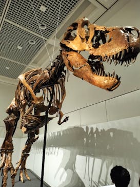 大阪市立自然史博物館に投稿された画像（2023/7/30）