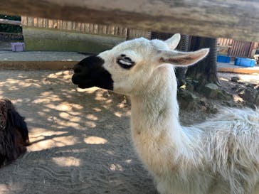 伊豆シャボテン動物公園に投稿された画像（2023/7/30）