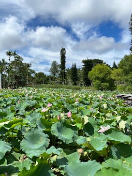 美らヤシパークオキナワ・東南植物楽園に投稿された画像（2023/7/30）