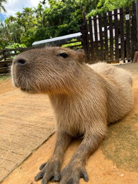美らヤシパークオキナワ・東南植物楽園に投稿された画像（2023/7/30）