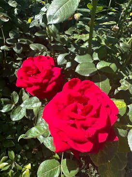 横浜イングリッシュガーデンに投稿された画像（2023/7/30）