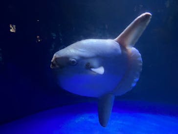 サンシャイン水族館に投稿された画像（2023/7/30）