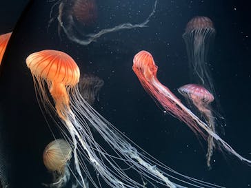 サンシャイン水族館に投稿された画像（2023/7/30）