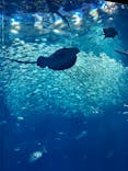 アクアワールド茨城県大洗水族館に投稿された画像（2023/7/30）