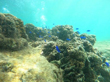 沖縄マリンサービス碧に投稿された画像（2023/7/30）