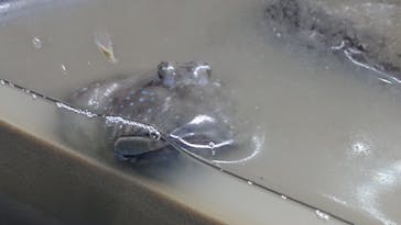 AOAO SAPPOROに投稿された画像（2023/7/30）