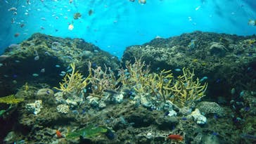 アクアワールド茨城県大洗水族館に投稿された画像（2023/7/30）