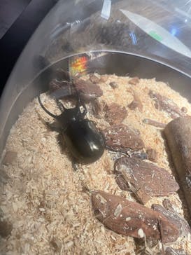 昆虫最強王図鑑展に投稿された画像（2023/7/30）