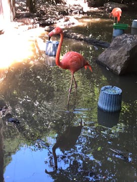 伊豆シャボテン動物公園に投稿された画像（2023/7/30）