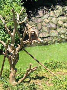 伊豆シャボテン動物公園に投稿された画像（2023/7/30）