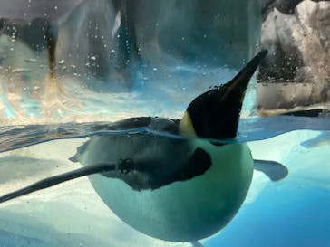名古屋港水族館に投稿された画像（2023/7/30）