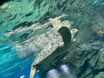 名古屋港水族館に投稿された画像（2023/7/30）