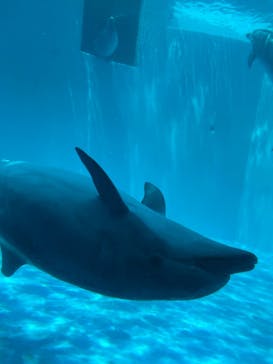 名古屋港水族館に投稿された画像（2023/7/30）
