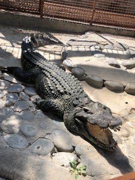 熱川バナナワニ園に投稿された画像（2023/7/30）