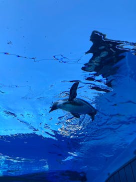 サンシャイン水族館に投稿された画像（2023/7/30）