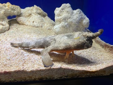 サンシャイン水族館に投稿された画像（2023/7/30）