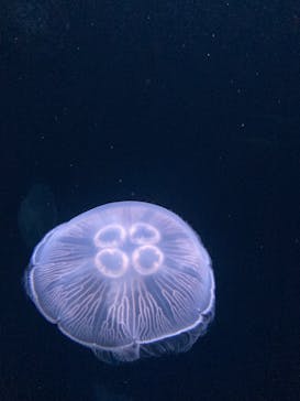サンシャイン水族館に投稿された画像（2023/7/30）