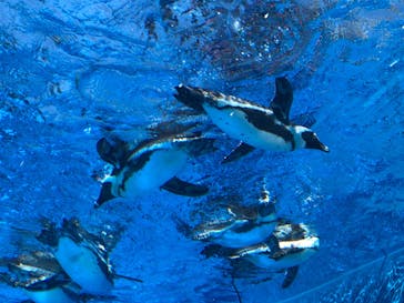 サンシャイン水族館に投稿された画像（2023/7/30）