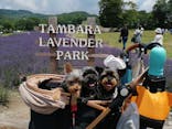 たんばらラベンダーパークに投稿された画像（2023/7/30）