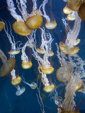 新江ノ島水族館に投稿された画像（2023/7/30）