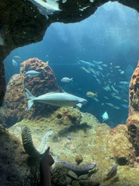 新江ノ島水族館に投稿された画像（2023/7/30）