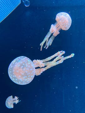 AOAO SAPPOROに投稿された画像（2023/7/30）