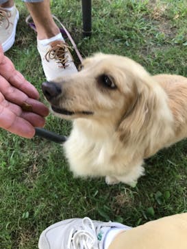 世界の名犬牧場に投稿された画像（2023/7/30）