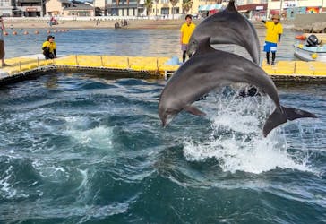 日間賀島ドルフィンビーチに投稿された画像（2023/7/30）