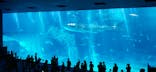 沖縄美ら海水族館に投稿された画像（2023/7/30）