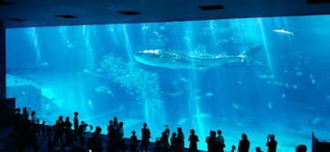 沖縄美ら海水族館に投稿された画像（2023/7/30）