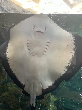 上越市立水族博物館 うみがたりに投稿された画像（2023/7/30）