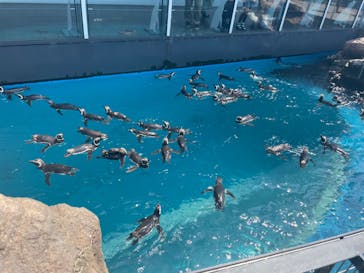 上越市立水族博物館 うみがたりに投稿された画像（2023/7/30）