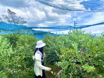 ガンピーブルーベリー農園に投稿された画像（2023/7/30）