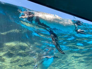 アクアワールド茨城県大洗水族館に投稿された画像（2023/7/30）