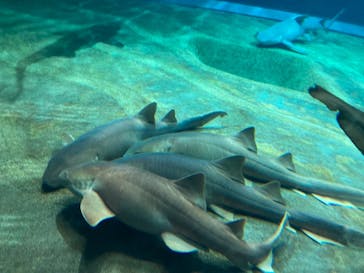 アクアワールド茨城県大洗水族館に投稿された画像（2023/7/30）