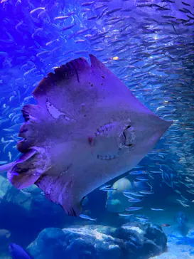 マクセル アクアパーク品川に投稿された画像（2023/7/30）