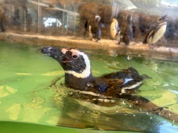 しながわ水族館に投稿された画像（2023/7/30）