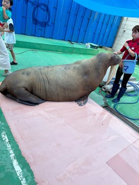 ゼロ距離水族館 伊勢シーパラダイスに投稿された画像（2023/7/30）