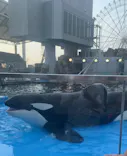 名古屋港水族館に投稿された画像（2023/7/30）