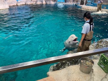 名古屋港水族館に投稿された画像（2023/7/30）