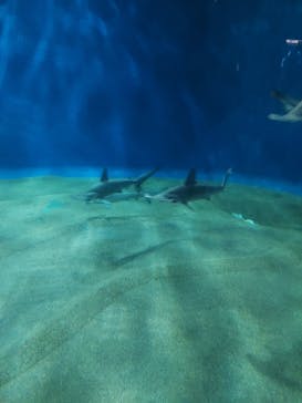アクアワールド茨城県大洗水族館に投稿された画像（2023/7/30）