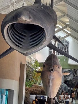 アクアワールド茨城県大洗水族館に投稿された画像（2023/7/30）
